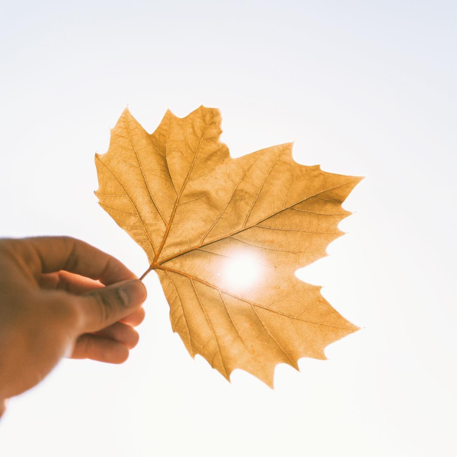 Photos